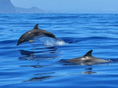 4 hours Dolphin watching tour on our fast and comfortable boat from Olbia Marina, Moys - Private Group Rental